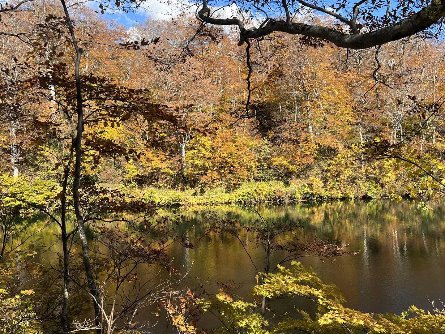 対岸の紅葉🍁