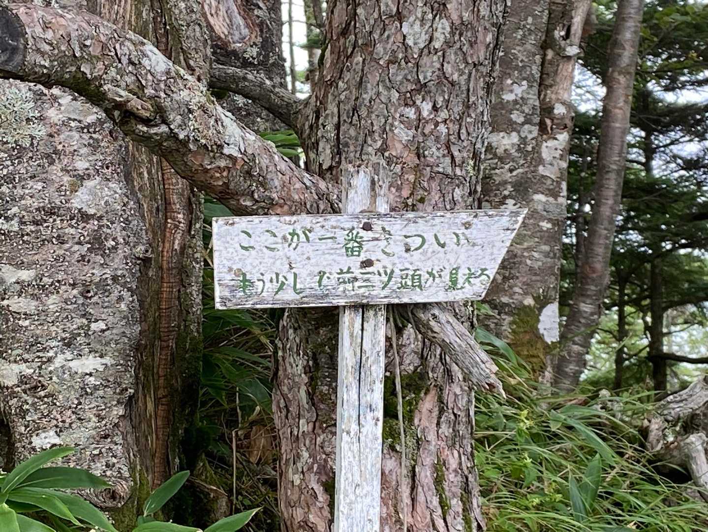 眺望よし。「八ヶ岳らしさ」を感じられる岩場と稜線の三ツ頭往復コースの写真