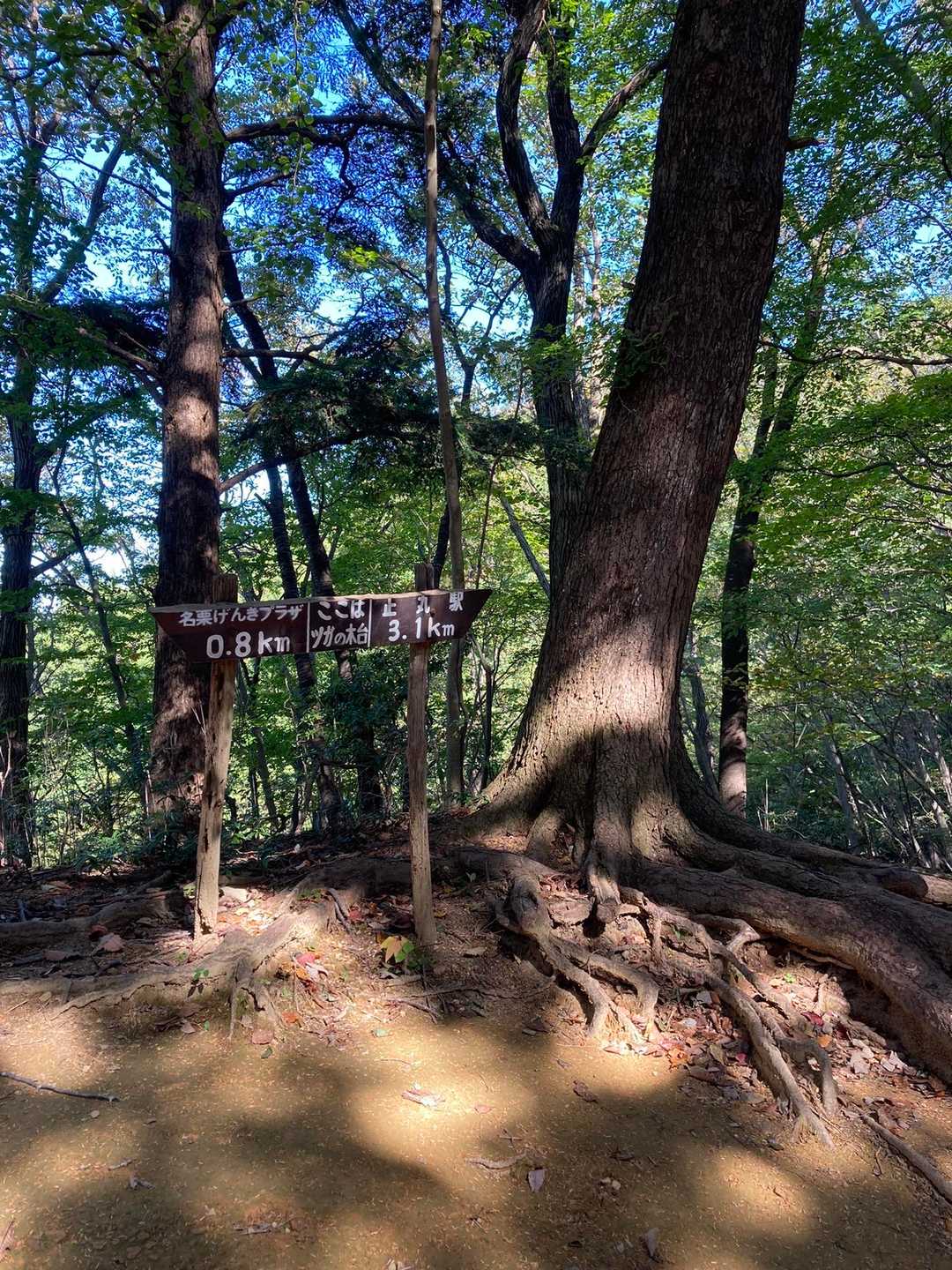 伊豆ヶ岳登山口-ツガの木台-長岩峠-伊豆ヶ岳 往復コースの写真