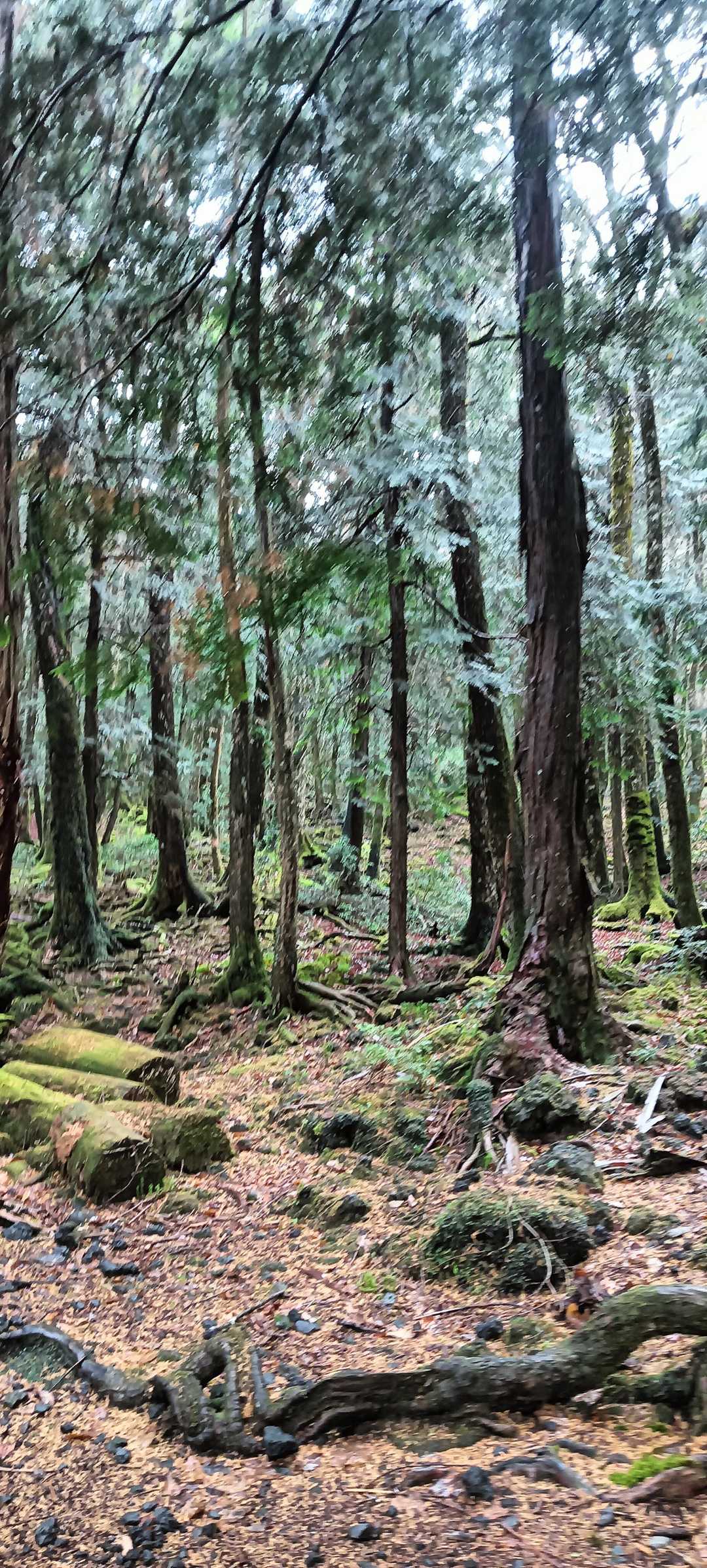 富士風穴-大室山 縦走コースの写真