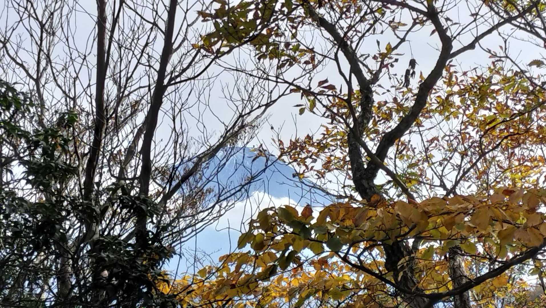 木の隙間から大きな富士山が少し見えました👏✨️