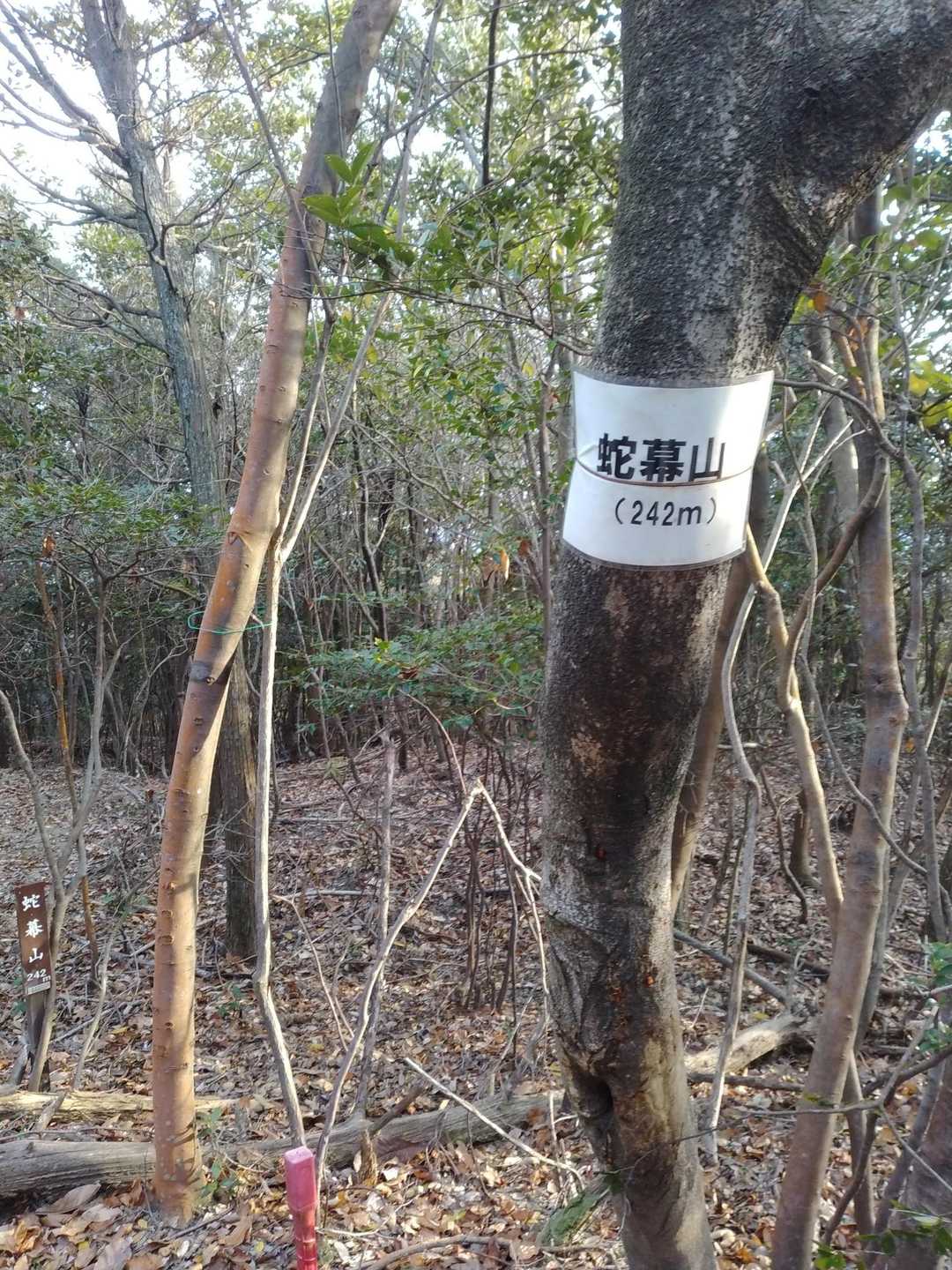 イタダキました🗻
こんにちはスネーク🐍