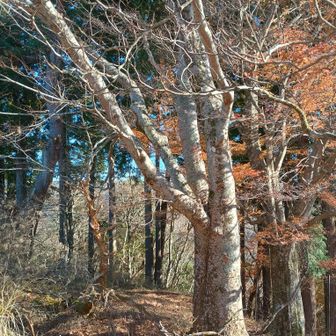 櫟(くぬぎ)山ではなく欅(けやき)山にした方がよいくらいの立派な欅も多かった！