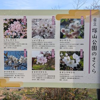 塚山公園（桜が楽しみ）