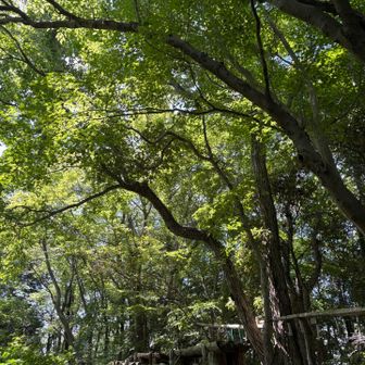 金比羅山　木陰が出来ていた〜🌱