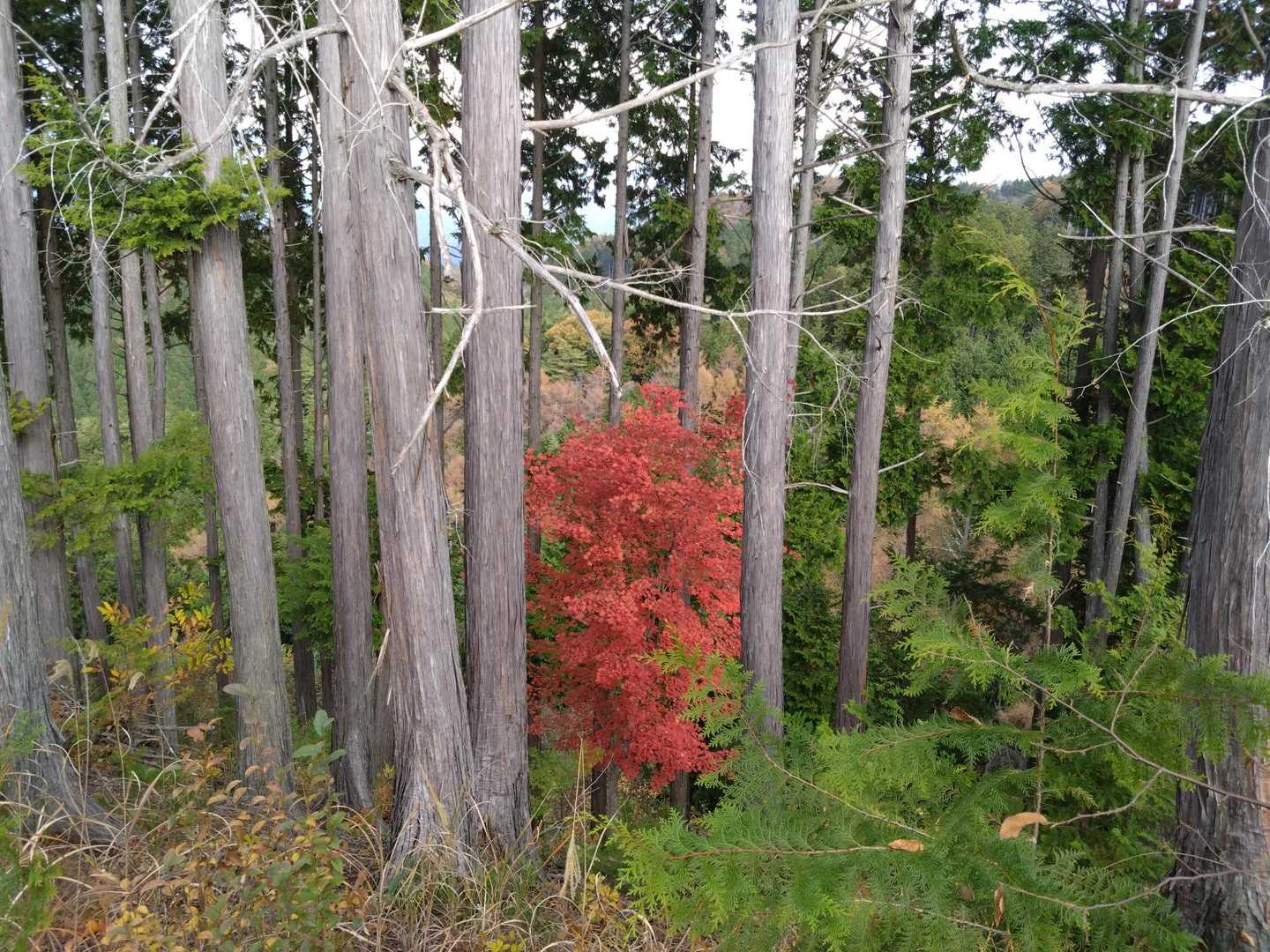 見事なカエデ🍁です。

カエデとモミジの違い最近知りました。
