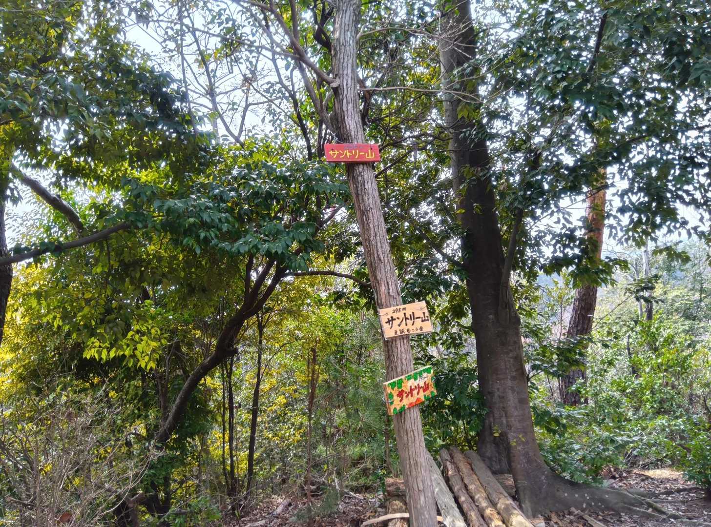 サントリー山登頂‼️