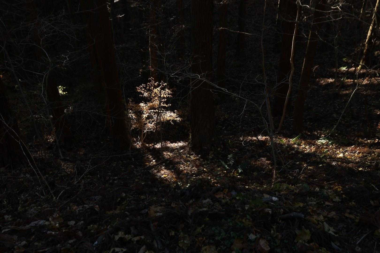 国見山登山口-国見山-山の神 往復コースの写真