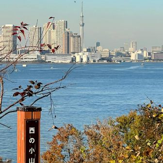 こちらは西の小山からの
スカイツリー