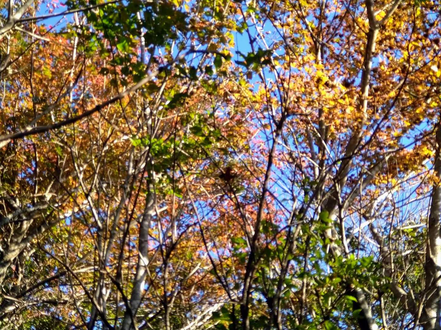 木々の紅葉が鮮やかで中々脚が進まない🤧