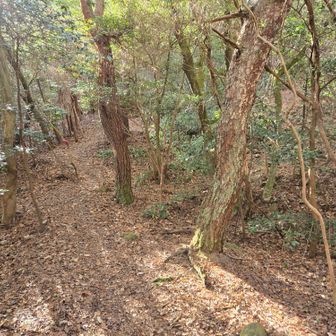 ピンクテープを目印に尾根に上がっていく