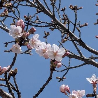 駐車場に到着。朝は咲いていなかったサクラも数輪咲いていた🌸