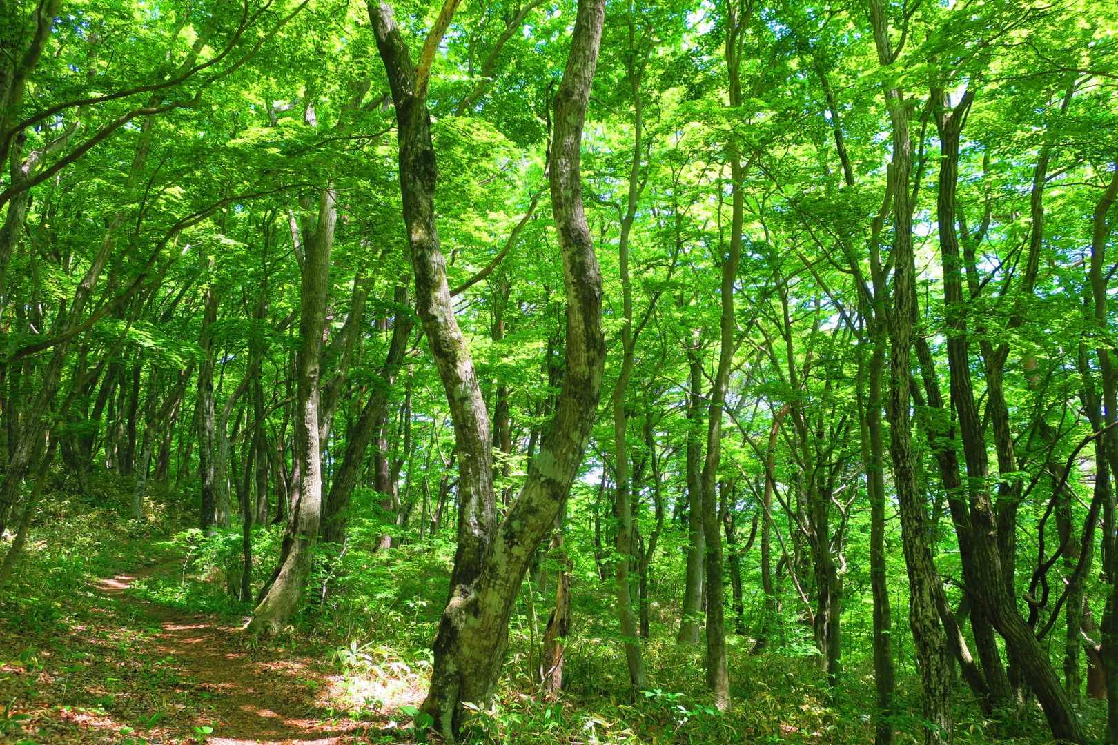 日山 往復コースの写真