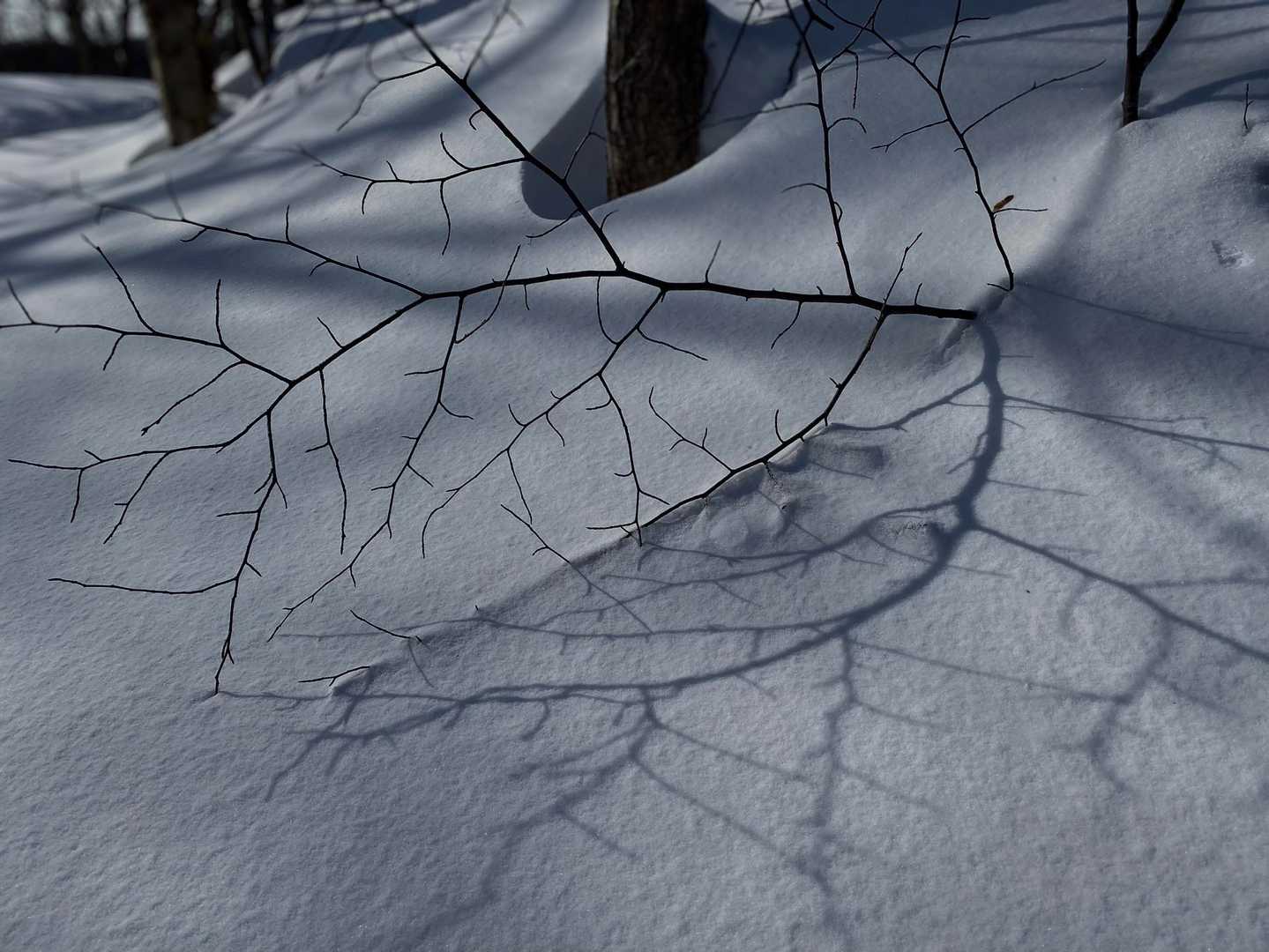 三菱山 往復コースの写真