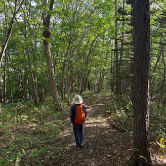 木漏れ日もキレイで快適な下山です。登り始めてから、全くスライドはありません。