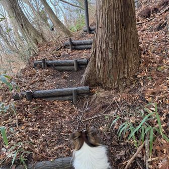 階段やだなぁ、みたいな雰囲気