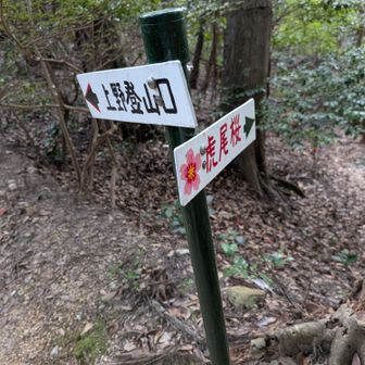 虎尾桜行きたいが🥲