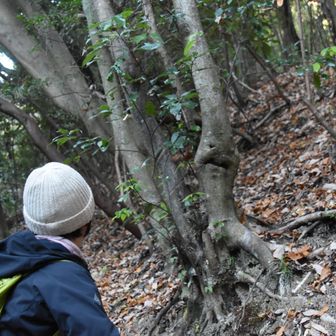 トトロコース案内