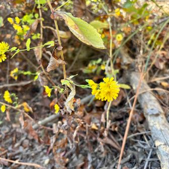 黄色い小さな花がかわいい♡
