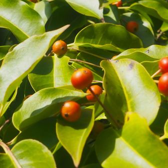 ソヨゴの種
プチ秋の気配🍒