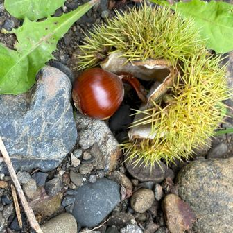 栗さんたくさん🌰