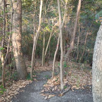 テープさん、あるある