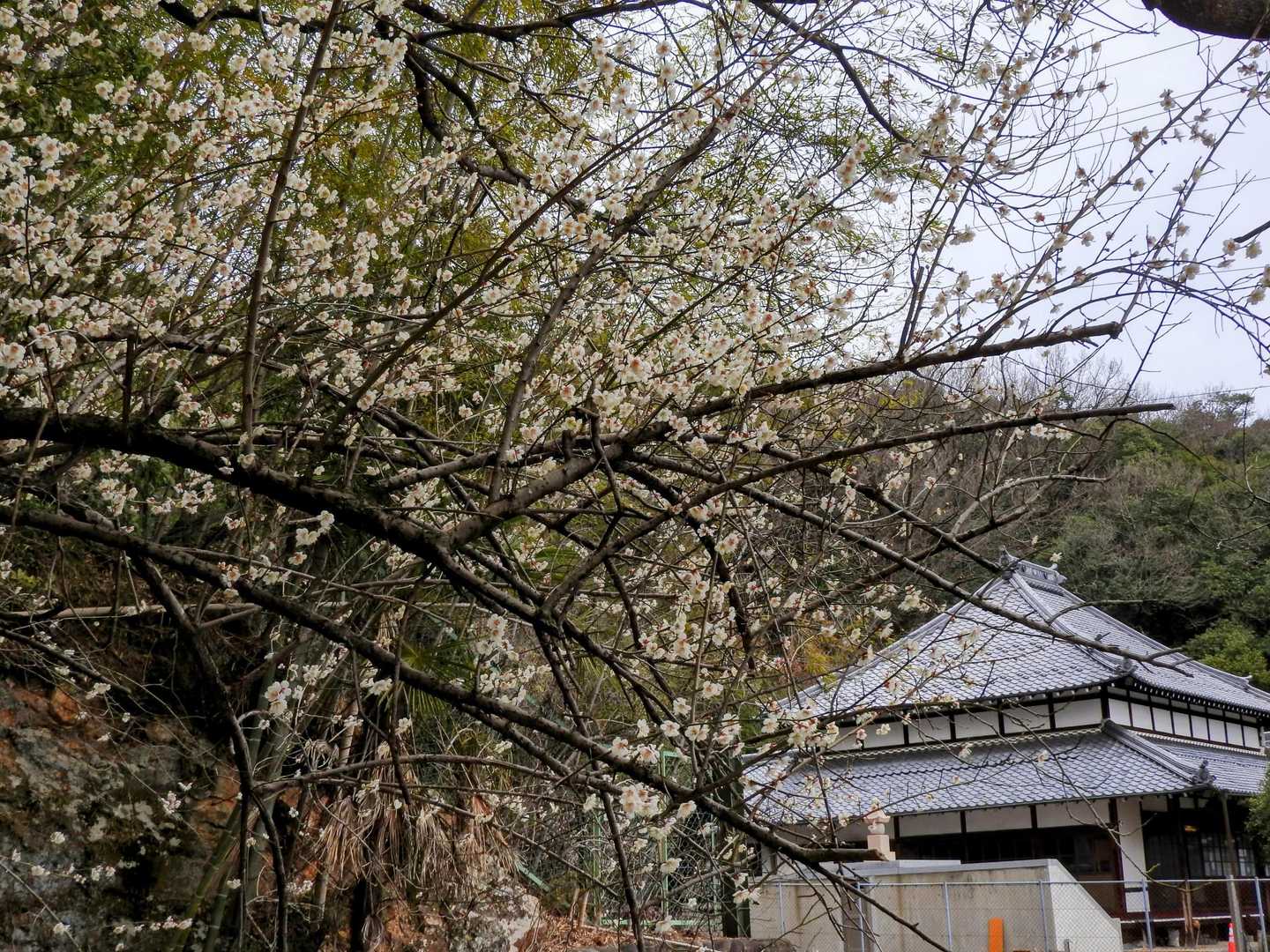 下山
梅とお寺さん

ってか安桜山の周りって神社仏閣多過ぎじゃね？