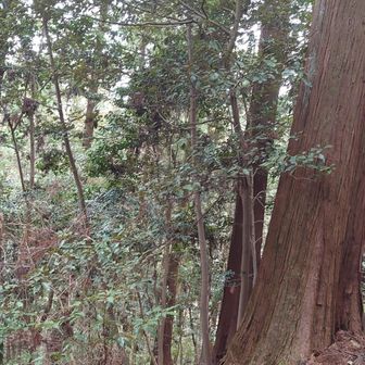 下に降りると大きな杉の木が増えてくる