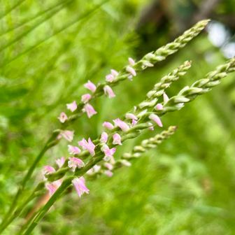 『ねじばな』です🌷 『ねじばな』の花言葉は「思慕」らしいです❣️これは、深く誰かを思い慕う心情を表していて、この花言葉の由来は、古代日本の万葉集にある一節にちなんでいるようです👘そこには、遠く離れた人を切なく思う心が詠まれており、『ねじばな』のねじれた姿が、遠く離れた人への切なる想いを象徴しているとされているようです💞🍀