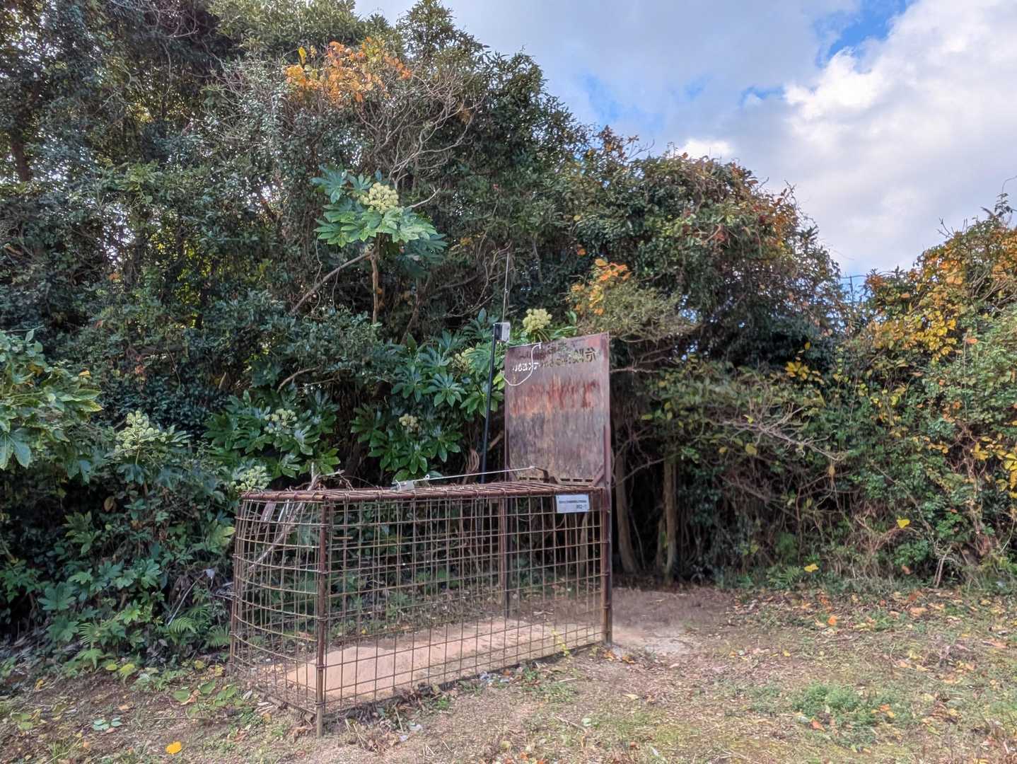 ルート中、あちこちにイノシシ罠🐗

島民350人に対しイノシシ200頭😳

繁殖力強く農作物被害に苦労されているよう🥺

熊の心配はないけどイノシシ🐗も大変だ😫