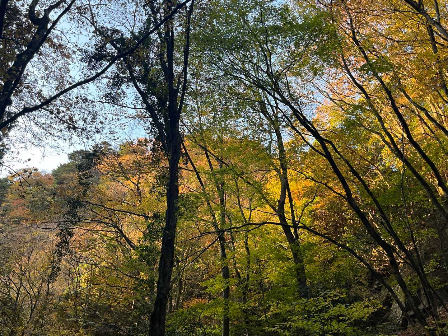 登山道は紅葉真っ盛り？