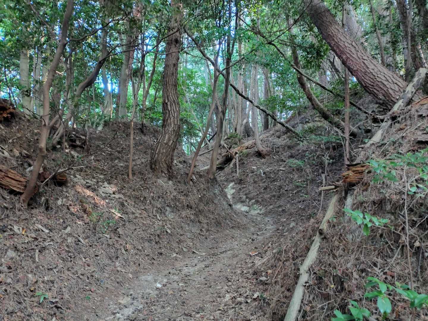 はじめてのお山はわくわく((o(^-^)o))
登りだしからけっこうな登り💦
🅿️着いた時は涼しかったのに、あっというまに滝汗😆💦💦