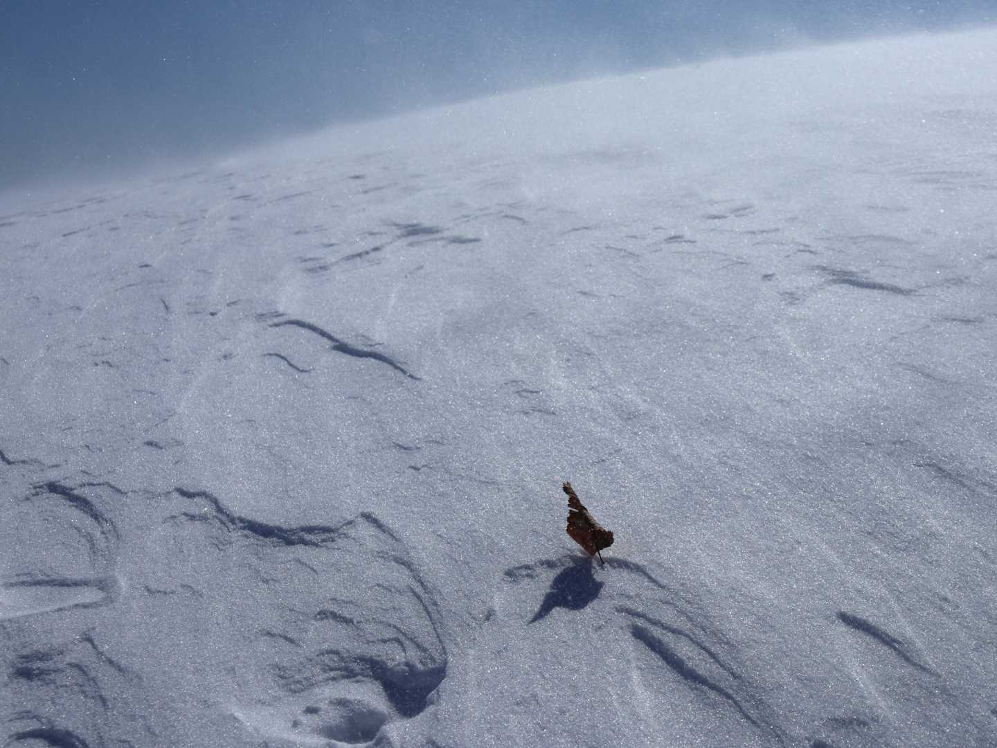 こんなに強風なのに葉っぱが突き刺さってる。飛んでいかない😲
それとも雪の下に樹があるのかな。青木まりこ現象と同じくらい不思議な現象だ🤔