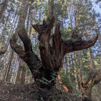 感嘆の言葉しかでてこない