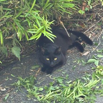 睨んでるわりには、逃げない黒猫。