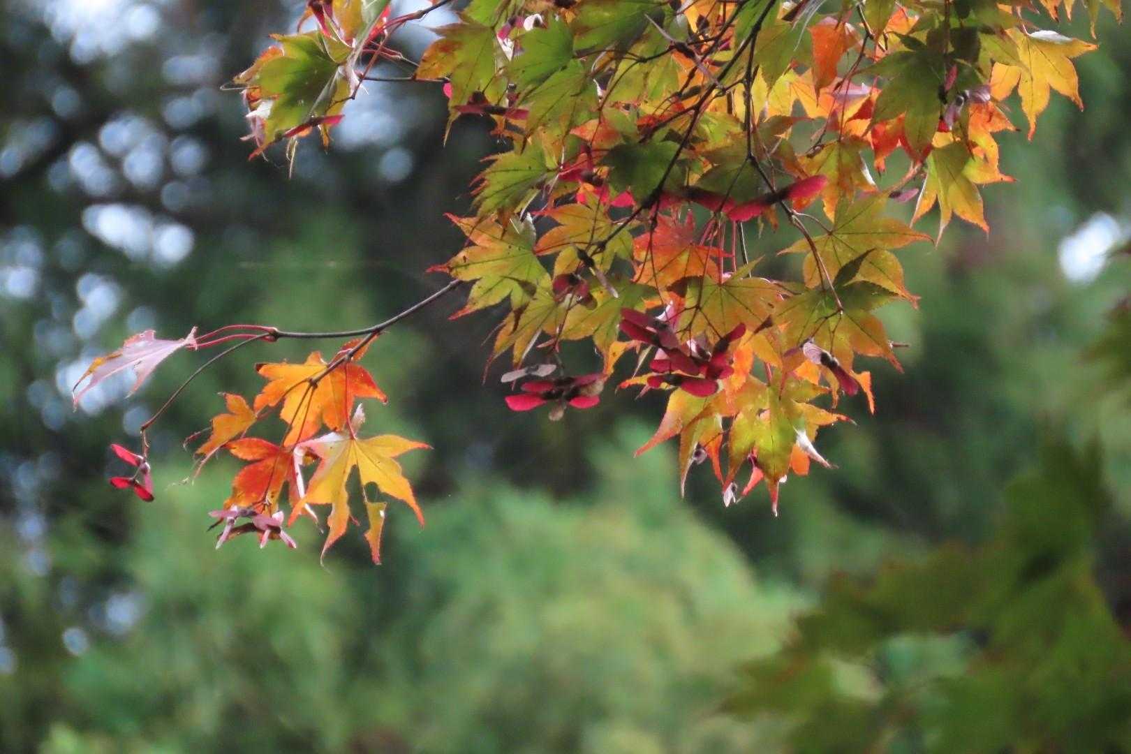 紅葉はまだね…