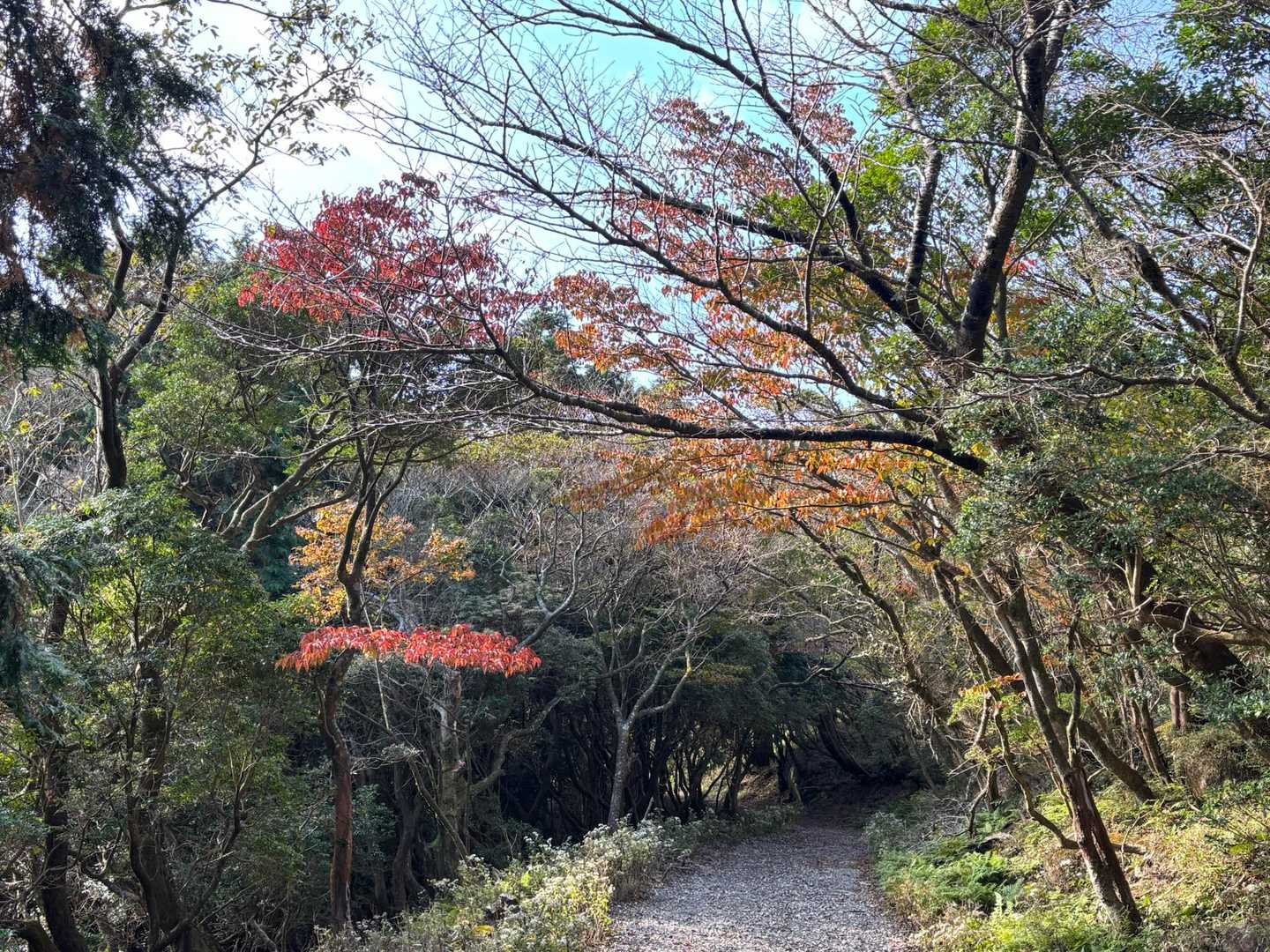 紅葉🍁