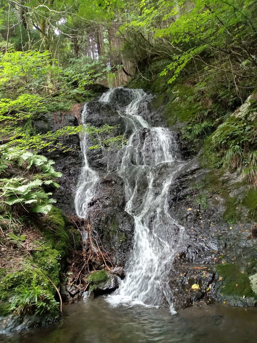 井水山 周回コースの写真