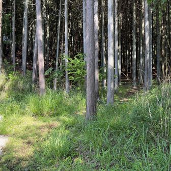 涼しげな杉林を入って行きます