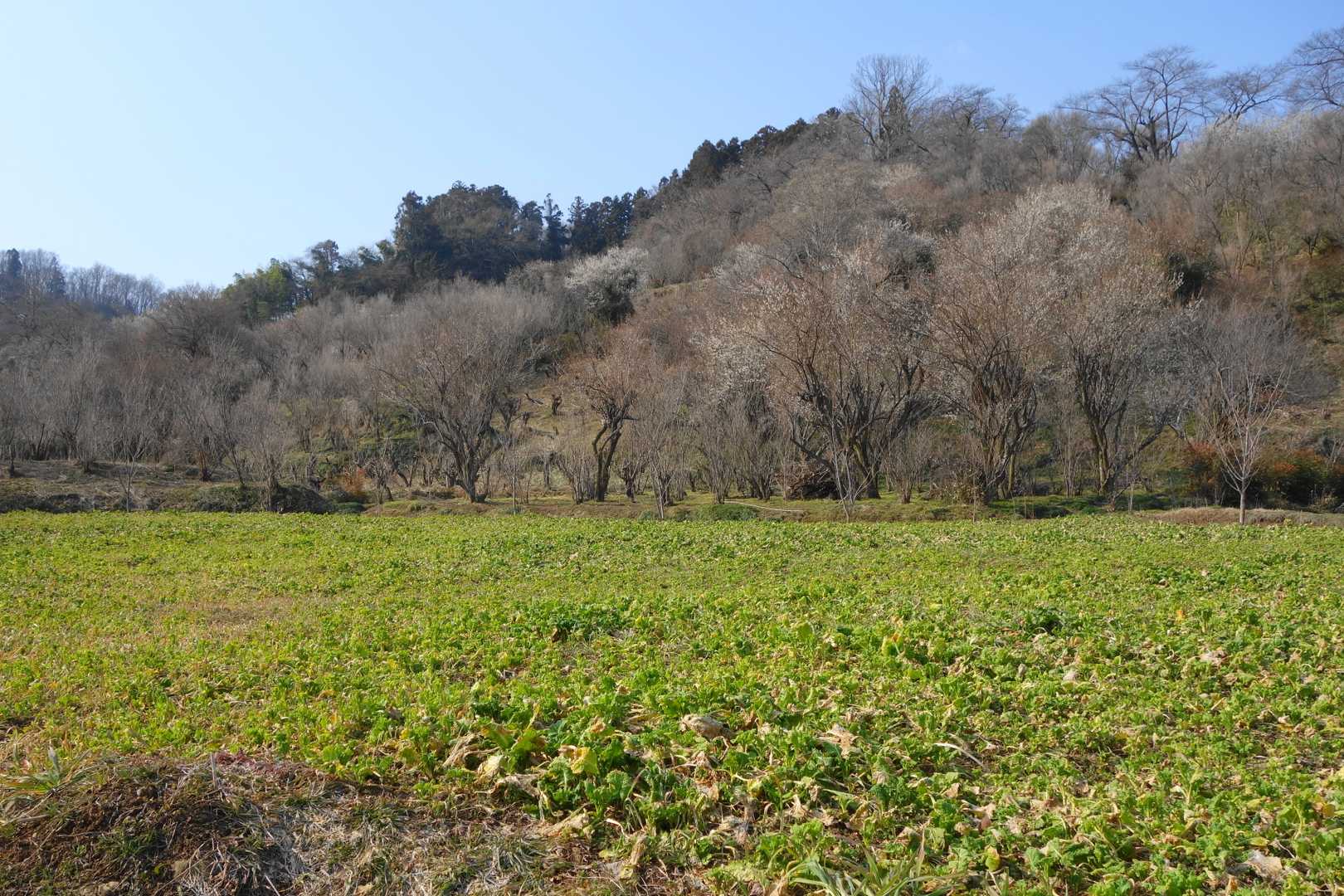 菜の花畑はまだまだ