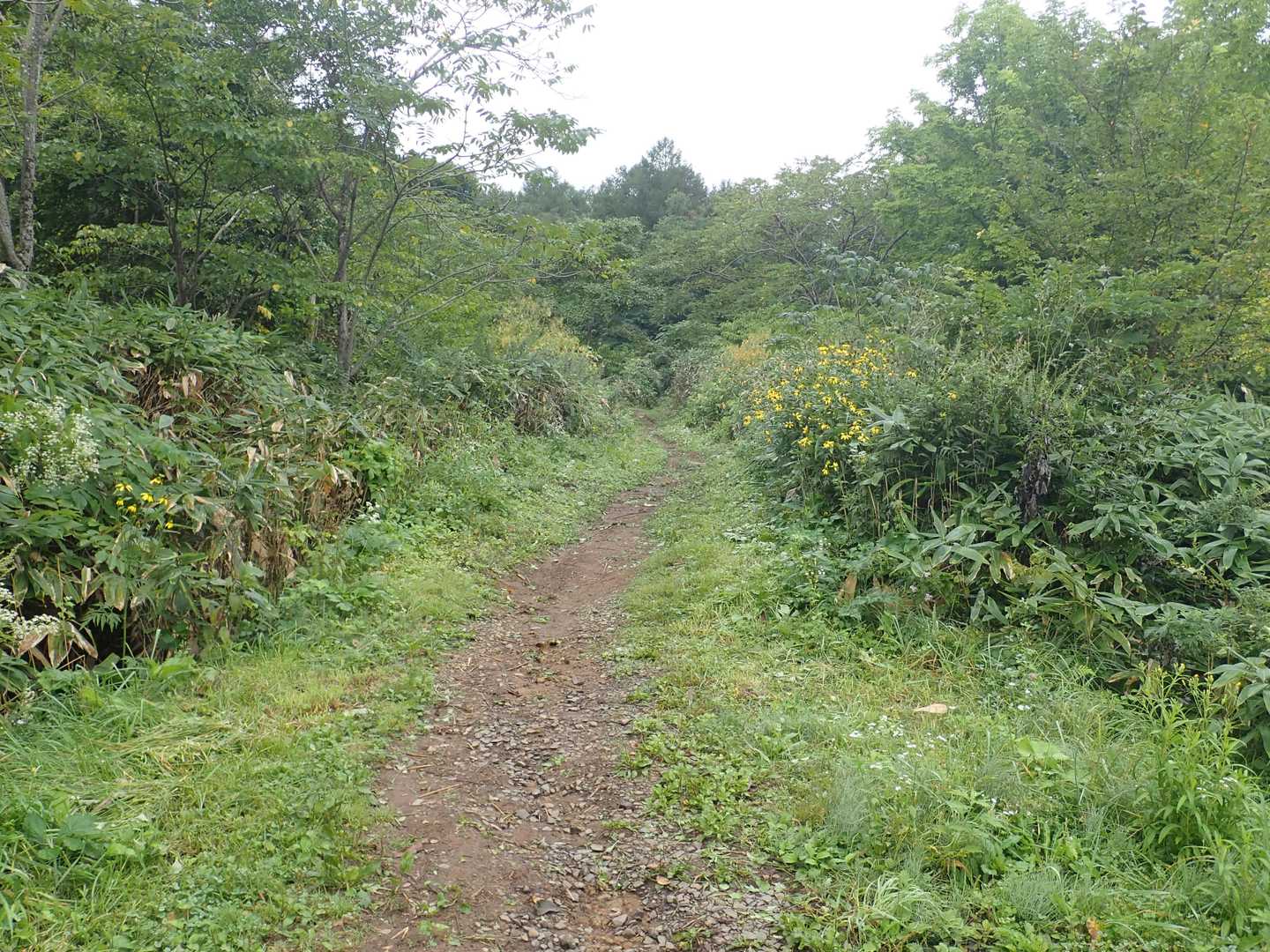登山口から見た登山道の様子