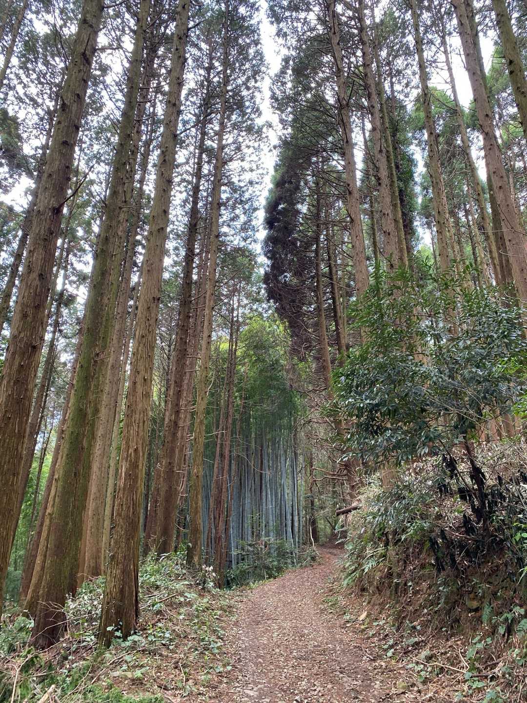 緩やかなとても歩きやすい山道🚶🚶‍♂️
気温もちょうどよく山日和⛰️