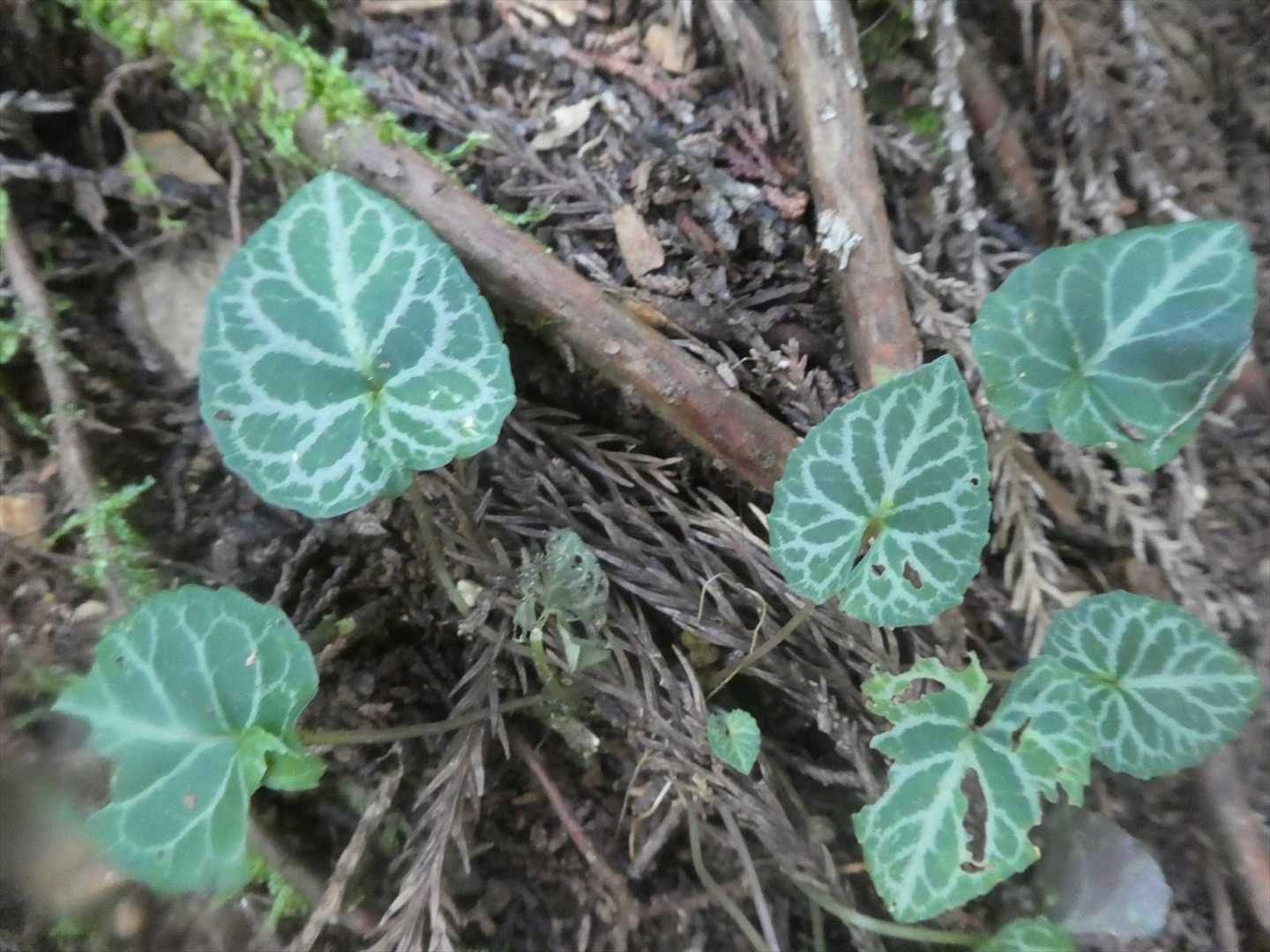フイリの葉が綺麗（フモトスミレ？）