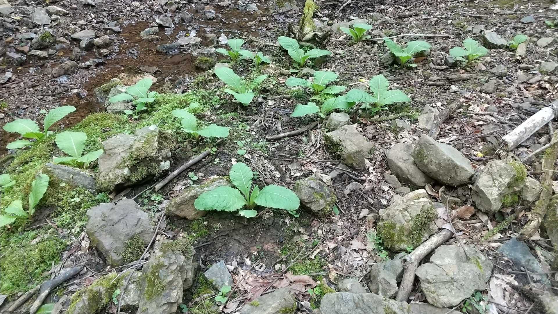 クリンソウ花芽なし😂