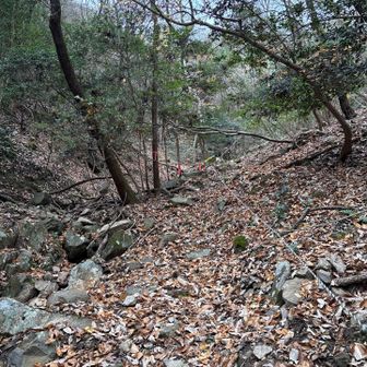 ピンテとロープないと登山道がわからない😅