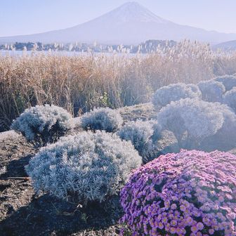 大石公園はきれいでした
大賑わいで日本人はほとんどいませんでした

人が多すぎて無法地帯の駐車場から出れなくて
ムキキーーとなってたら欧米ダンディおじさまが人を止めて誘導してくれました☺︎優し！

以上です