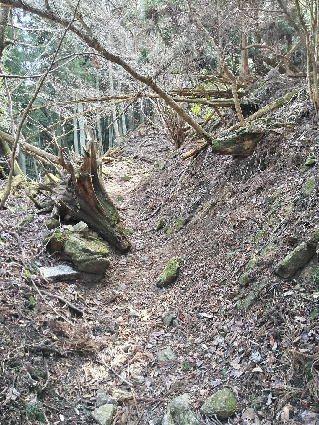 木の根っこオブジェのゾーンですな❗️😁