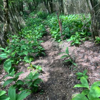 何者か知らないが、大きな葉が。小さい変化が楽しい。