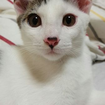 いずみ