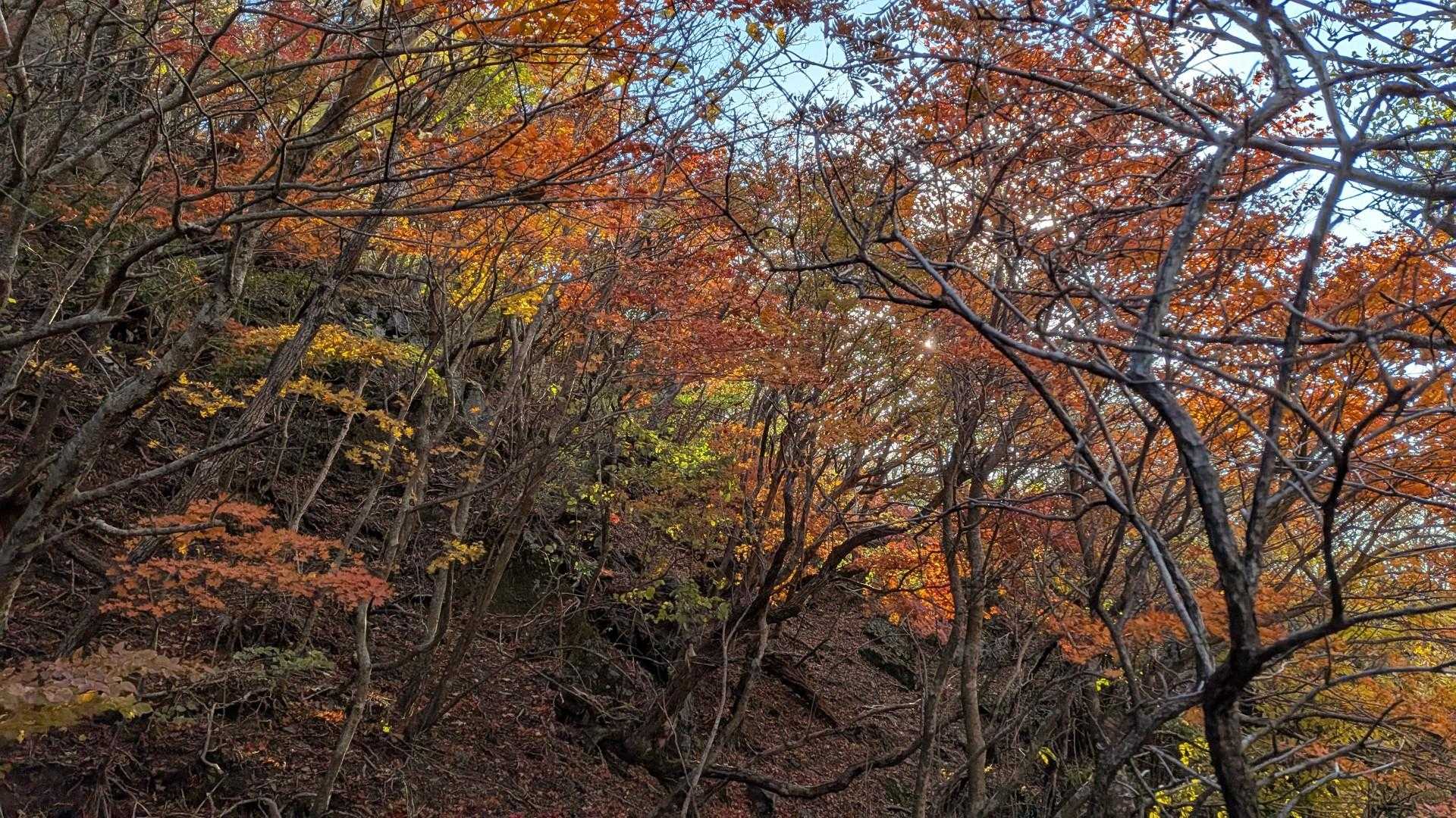 うわぁ〜🍁